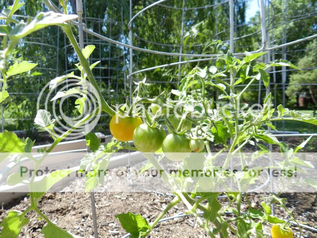  photo DSCN1000_zps629466c5.jpg