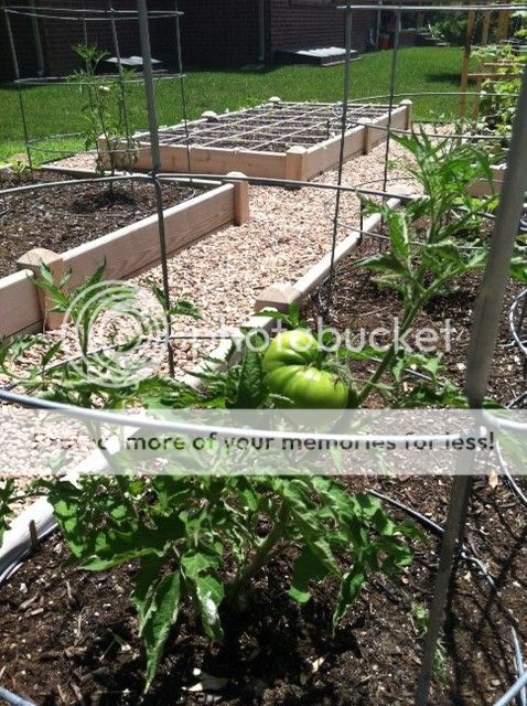  photo bk_zps800e42ce.jpg