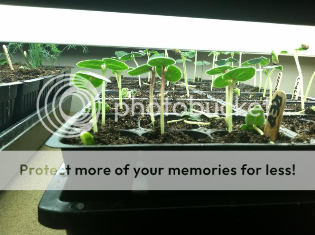  photo photo_zpsfcf1a57e.jpg