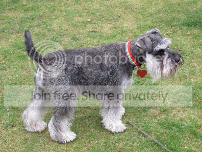 schnauzer teddy bear face