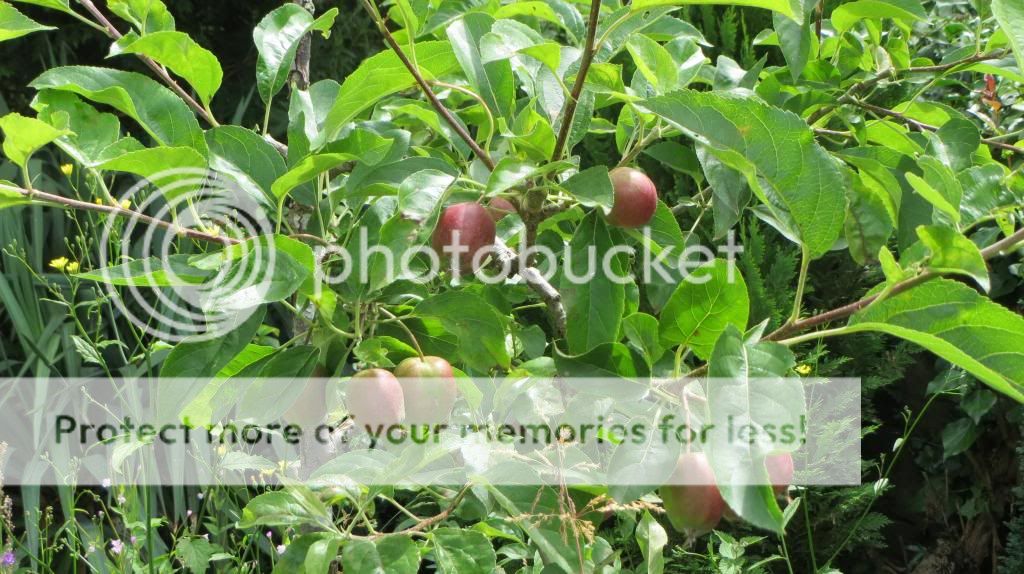 http://i1345.photobucket.com/albums/p677/LuluTheLurcher/032_zps65033824.jpg