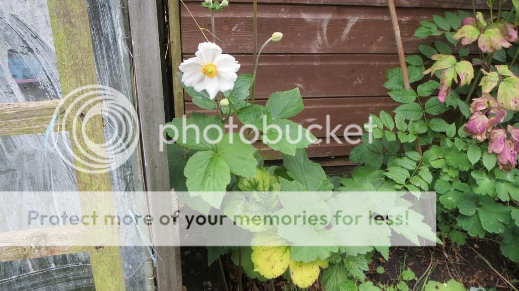 http://i1345.photobucket.com/albums/p677/LuluTheLurcher/IMG_05091_zps85a3dab2.jpg