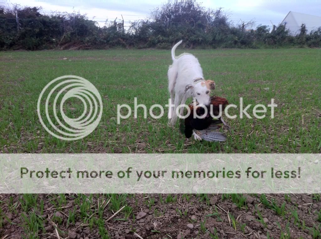 28a4a60edc07378bd8d7f2fc54e25d1c_zps928d