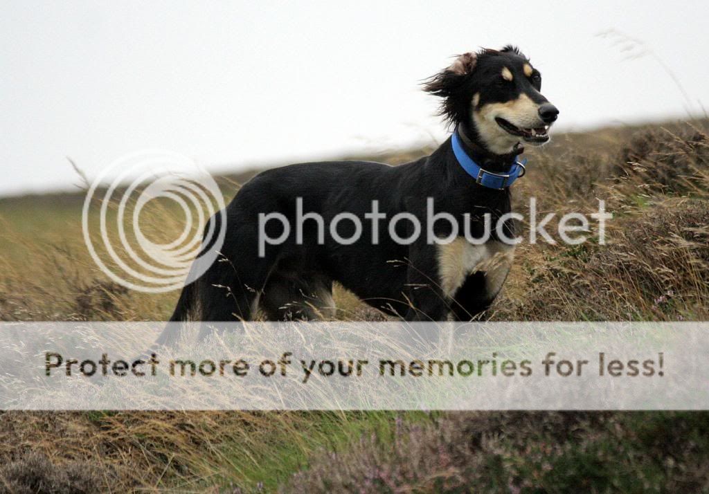 canon1377_zps2c0e73c3.jpg