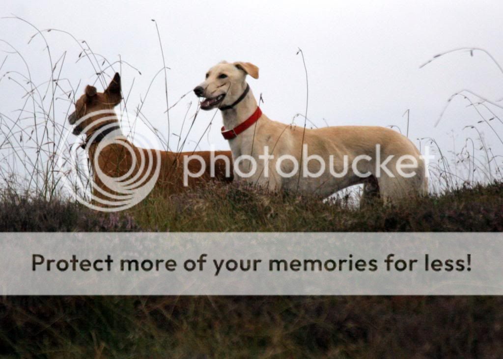 canon1392_zps0cf59b0c.jpg