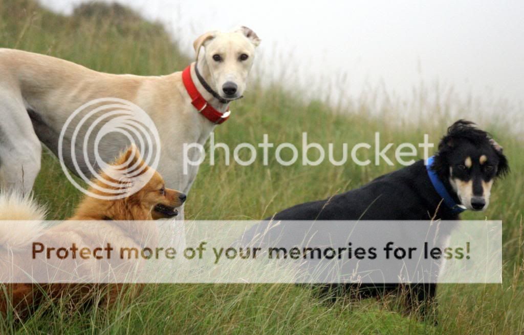 canon1396_zps492e80fc.jpg