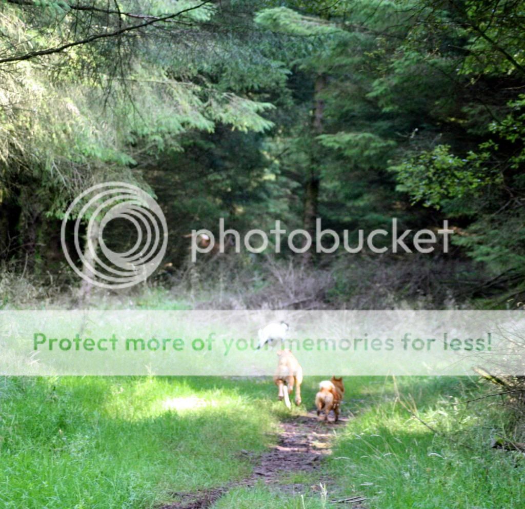 canon984_zps086d126e.jpg