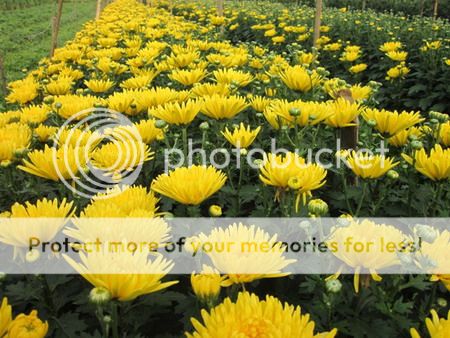 trồng hoa cúc ở nhật bản